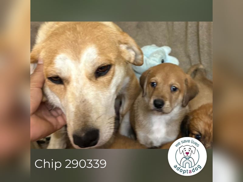Chip 290339 sucht ein Zuhause