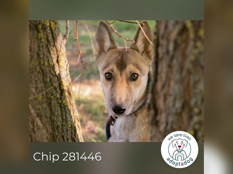 Chip 281446 sucht ein zu Hause