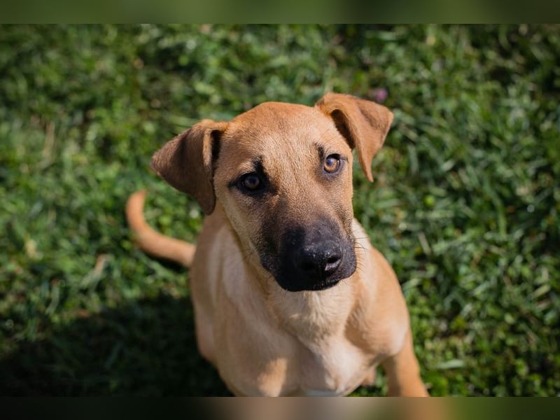 Chip 271274 sucht ein Zuhause