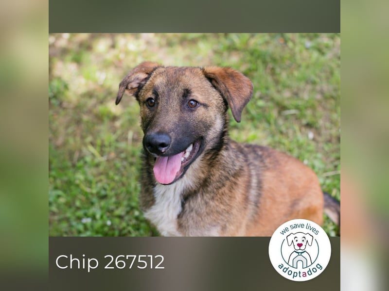 Chip 267512 sucht ein Zuhause
