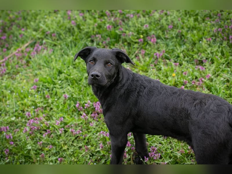 Chip 221493 sucht ein Zuhause