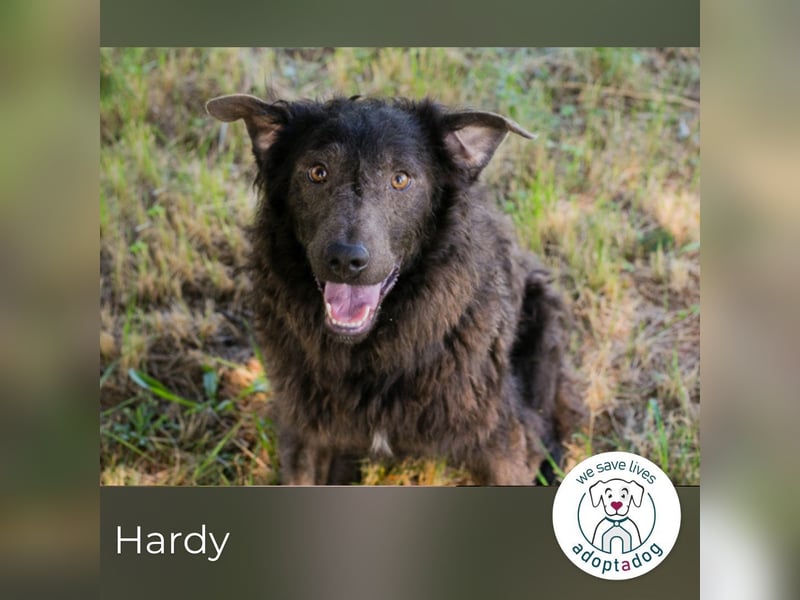 Hardy: Sensibler Rüde sucht Halt