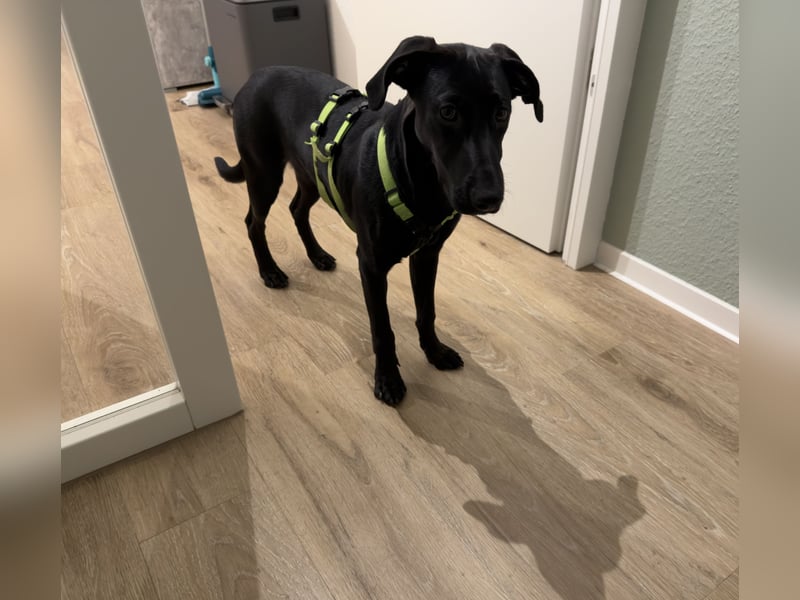 Jupp 261361 sucht DRINGEND ein zu Hause