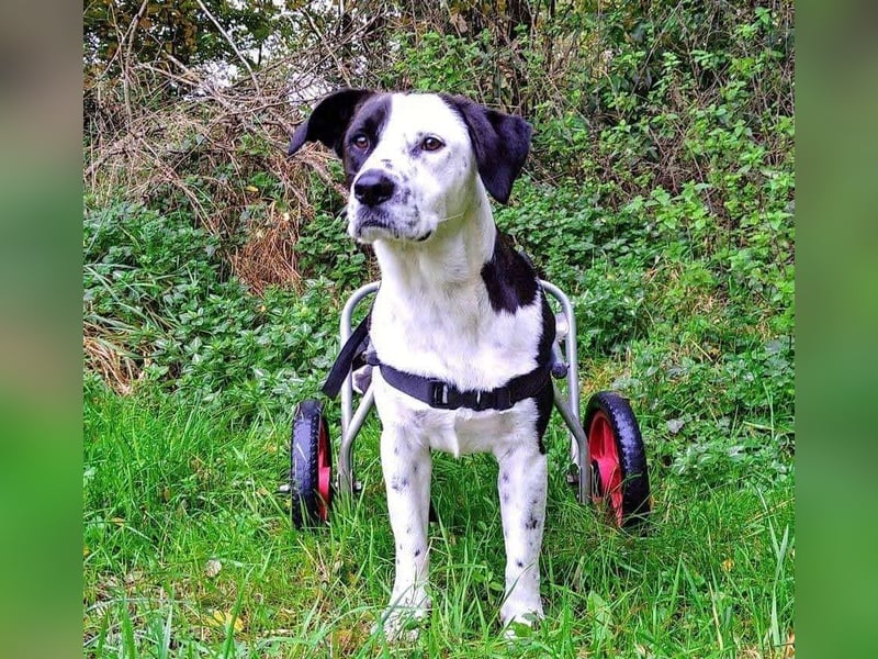 Felix: Traumhund mit Handicap
