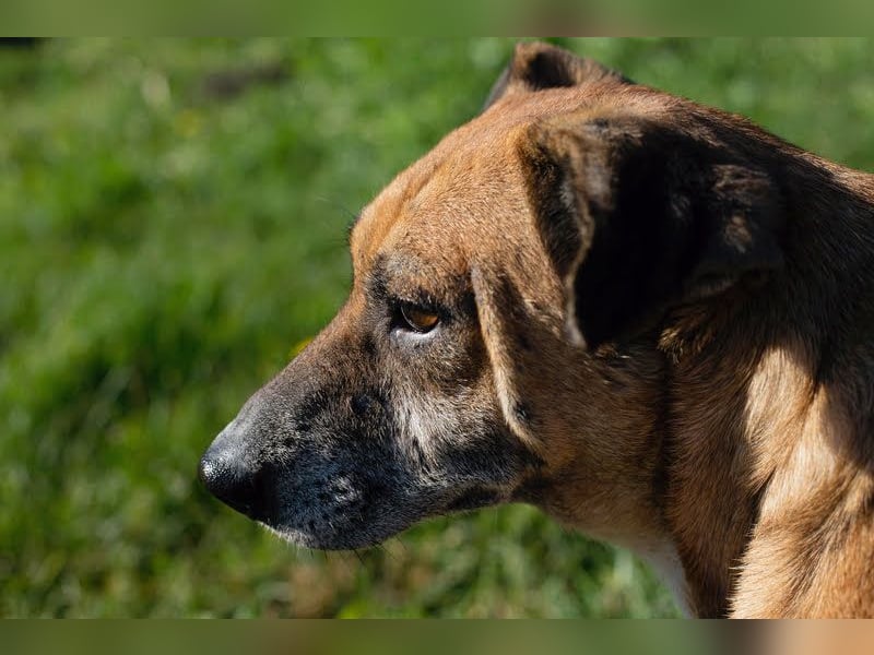 Arjeta: Treue Begleiterin an deiner Seite