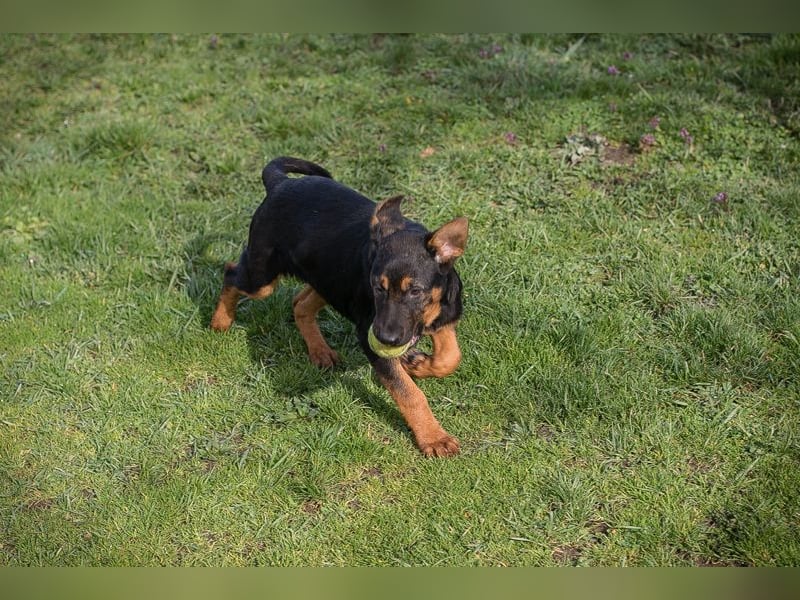 Chip 256225 sucht ein Zuhause