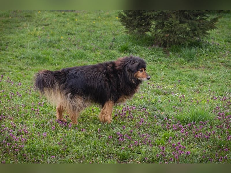 Lennox: treuer Begleiter sucht Familie