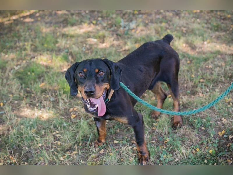 Chip 2217375 sucht ein Zuhause