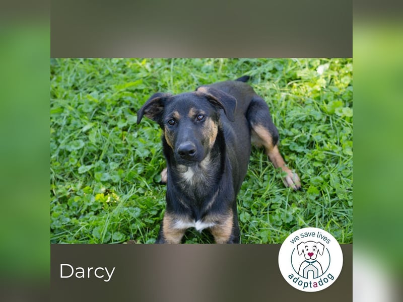 Darcy – Sensible Seele auf der Suche nach Lieblingsmenschen