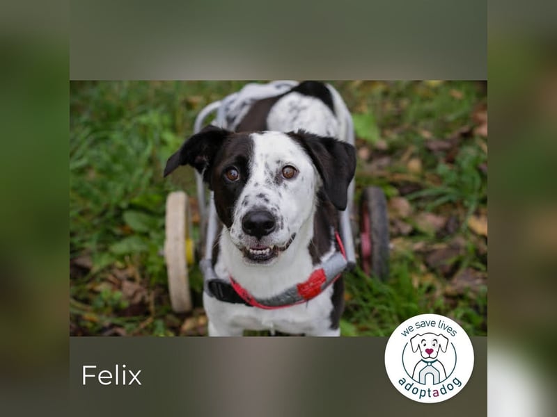 Felix: Traumhund mit Handicap