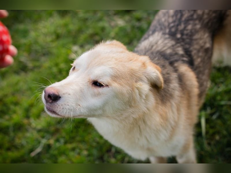 Viola sucht ein Zuhause