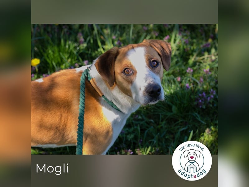 Mogli sucht ein Zuhause