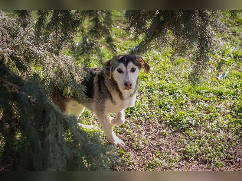 Chip 272130 sucht ein Zuhause