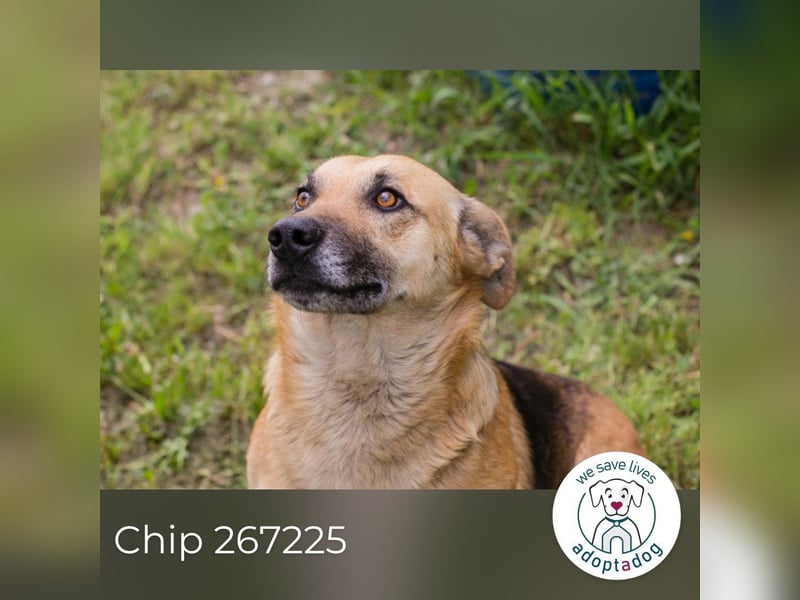 Chip 267225 sucht ein Zuhause