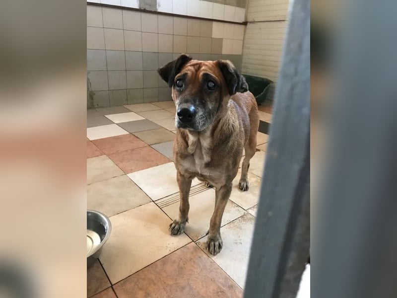 Arjeta: Treue Begleiterin an deiner Seite