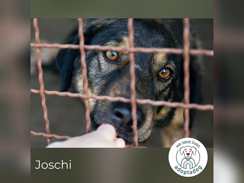 Joschi: Vertrauen durch Geduld