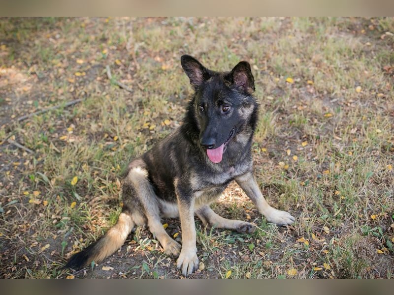 Chip 263755 sucht ein Zuhause