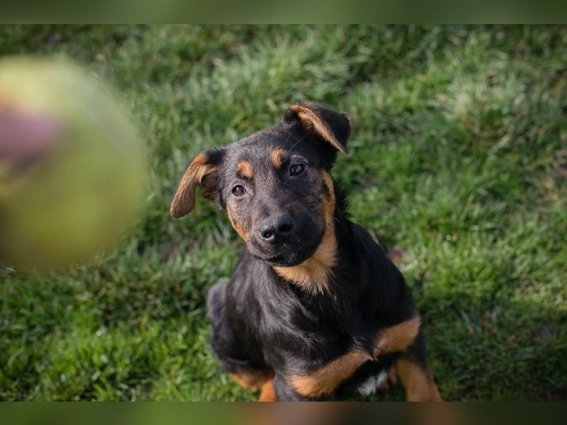 Chip 256225 sucht ein Zuhause