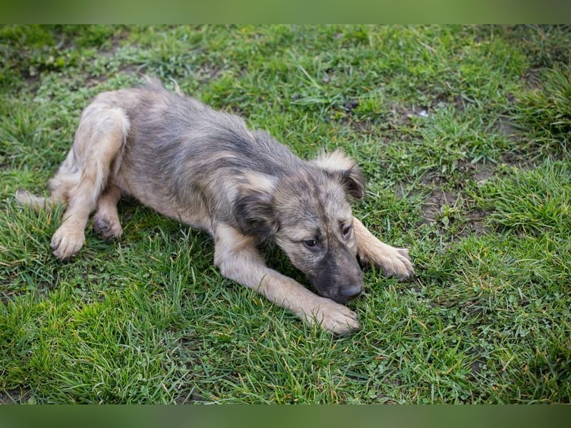 Chip 269459 sucht ein Zuhause