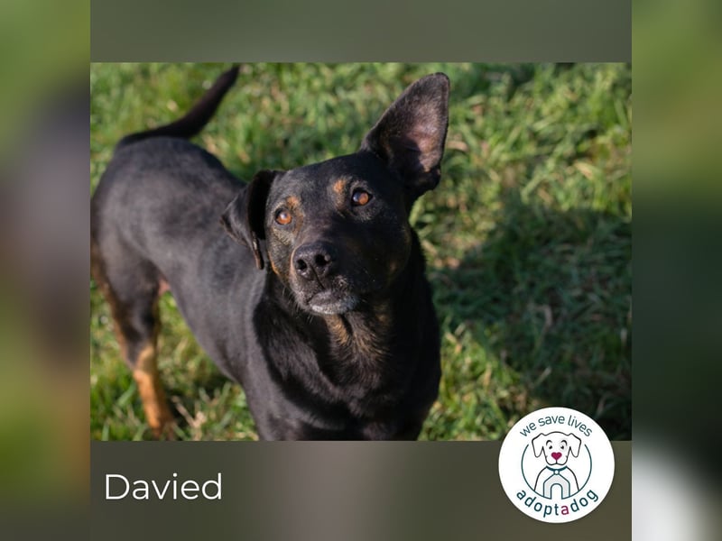 Davied 271505 sucht ein zu Hause