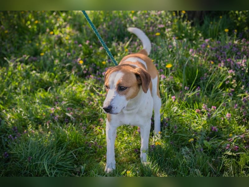 Mogli sucht ein Zuhause