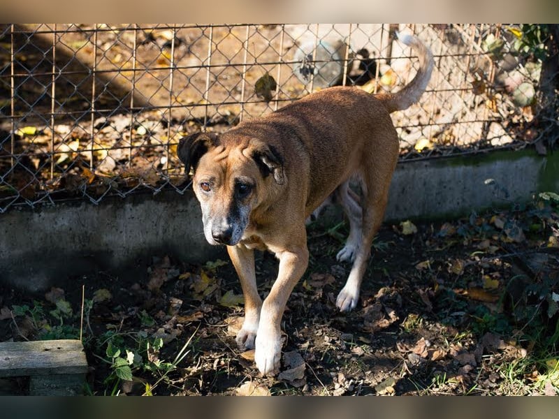 Arjeta: Treue Begleiterin an deiner Seite