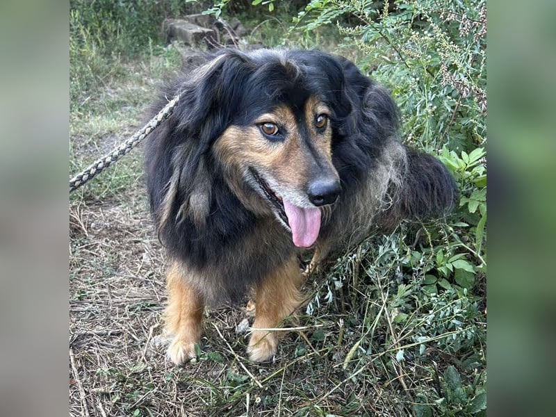 Lennox: treuer Begleiter sucht Familie