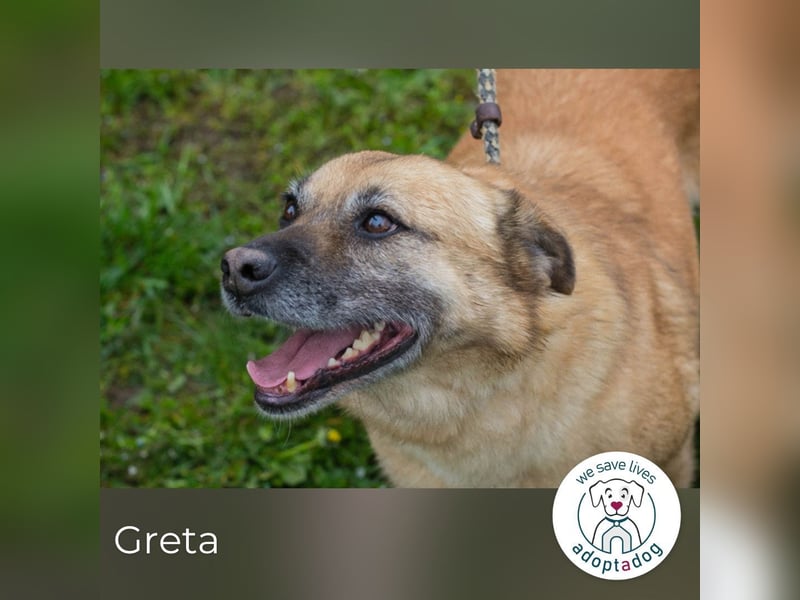 Greta 214599 sucht ein zu Hause