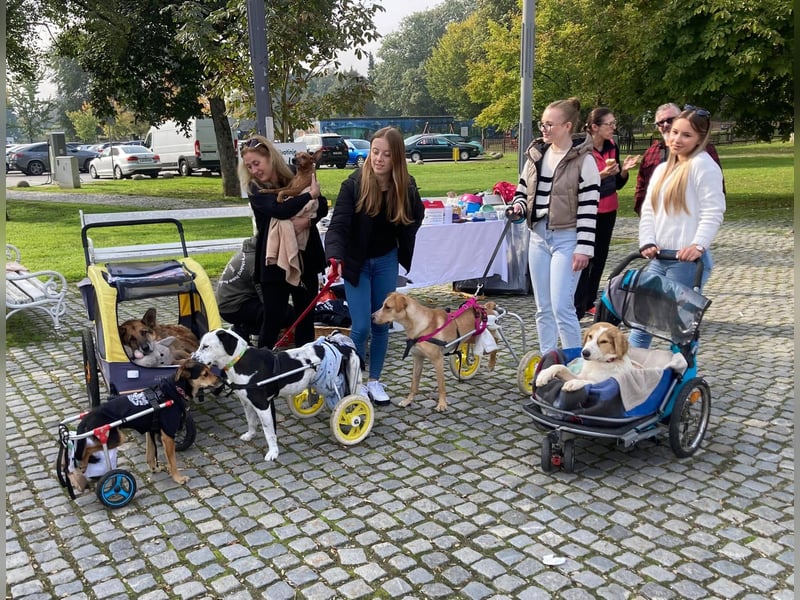 Felix: Traumhund mit Handicap