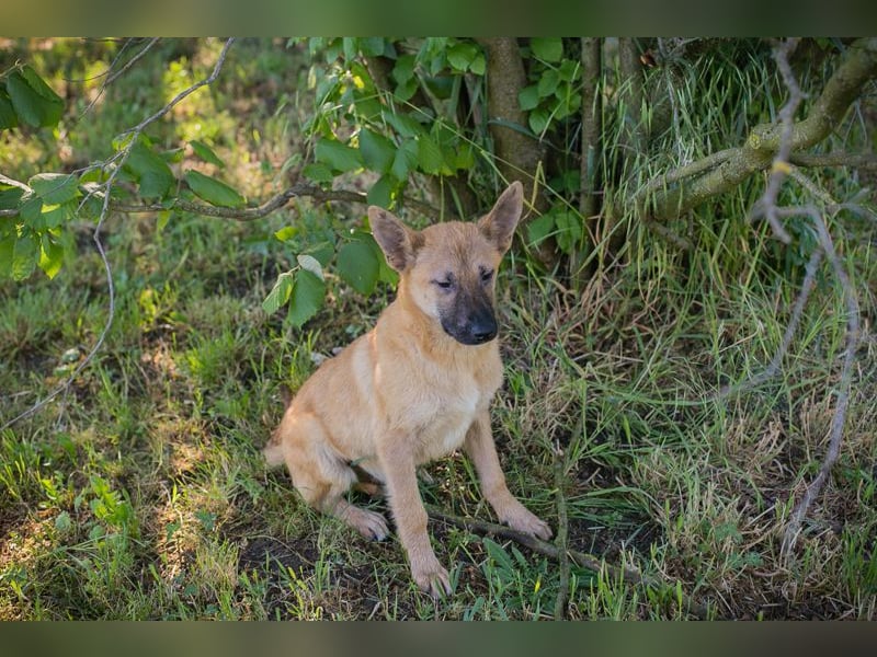 Nino 252270 sucht ein zu Hause