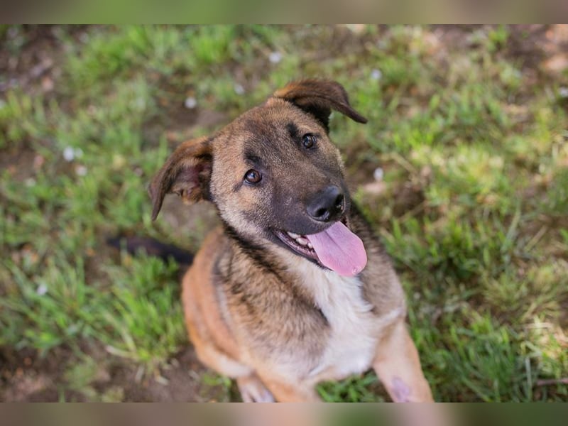 Chip 267512 sucht ein Zuhause