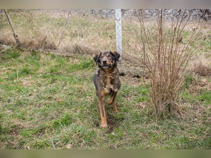 Joschi 49294 sucht ein zu Hause