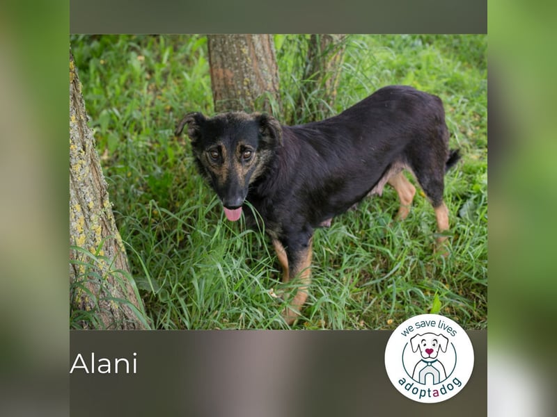 Alani: Sucht ein liebevolles Zuhause