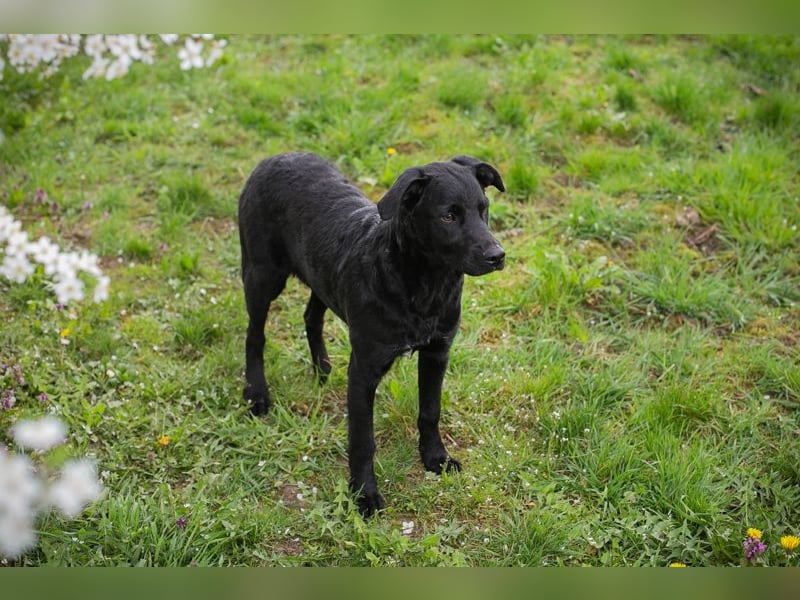 Chip 221493 sucht ein Zuhause