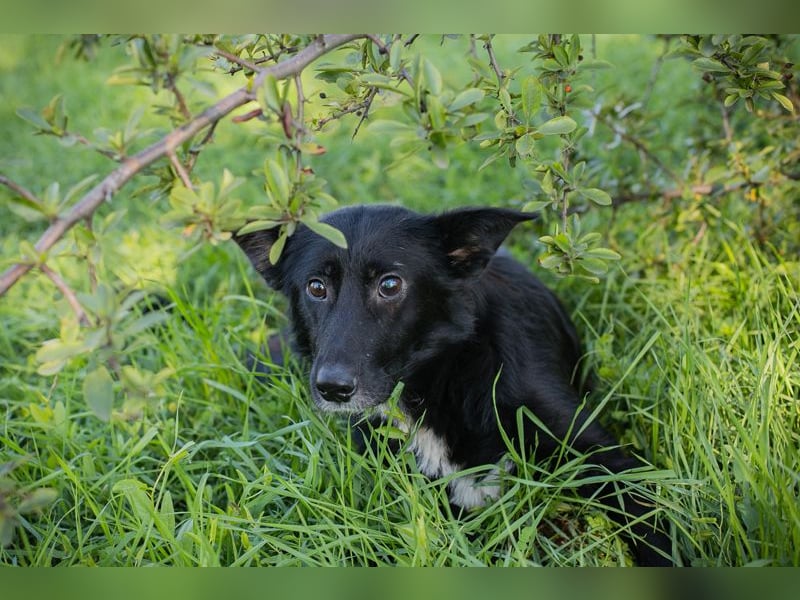 Rosie: sucht ein Zuhause