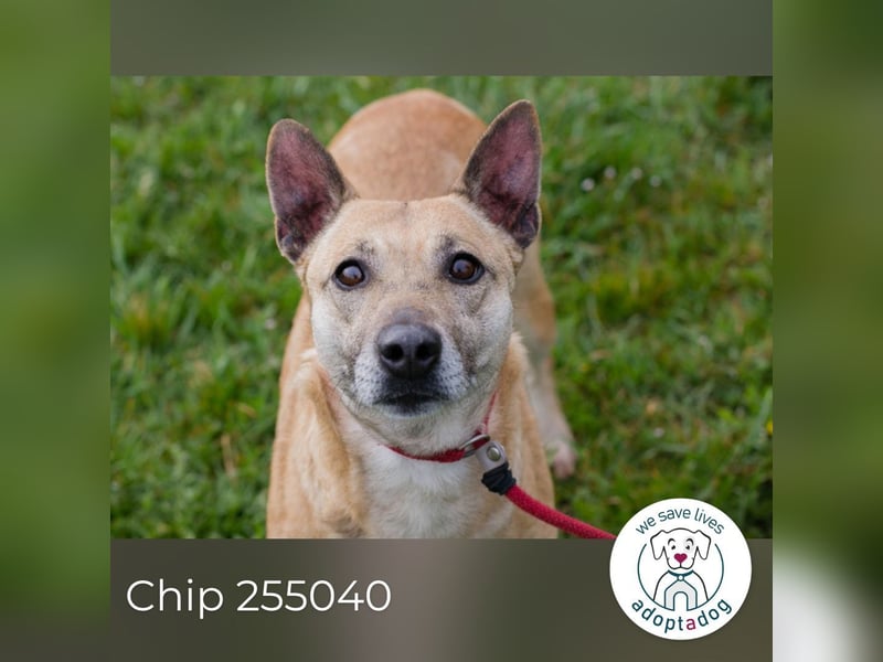 Chip 255040 sucht ein Zuhause