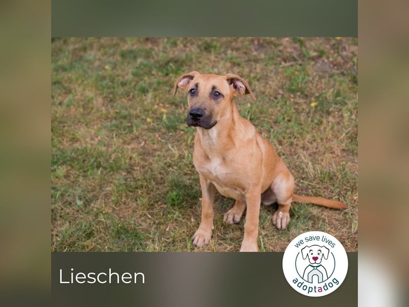 Lieschen sucht ein Zuhause
