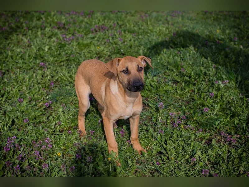 Chip 271274 sucht ein Zuhause