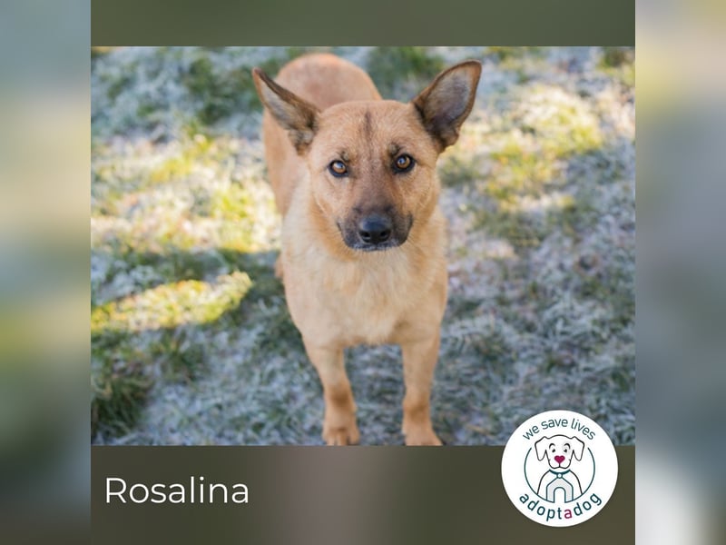 Rosalina: Ein zartes Herz sucht Ruhe