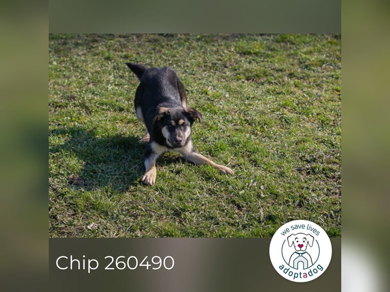 Chip 260490 sucht ein Zuhause