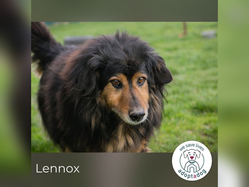 Lennox: treuer Begleiter sucht Familie