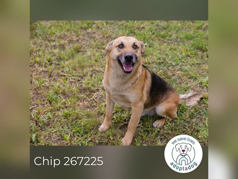 Chip 267225 sucht ein Zuhause