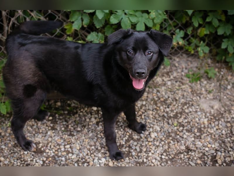 Gitta: Lebensfreude auf vier Pfoten