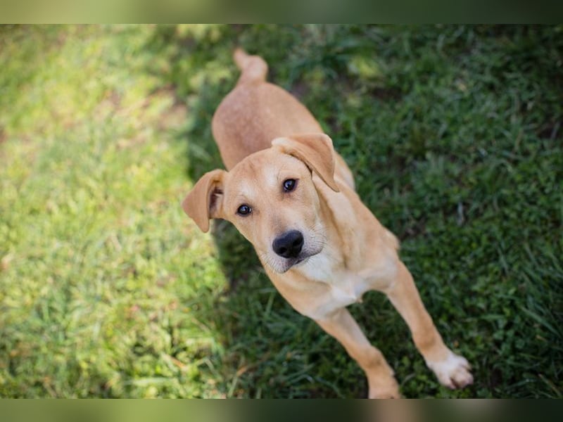 Chip 271243 sucht ein Zuhause