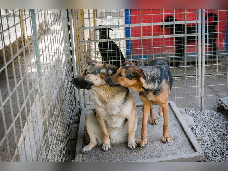 Stina – Königreich gesucht