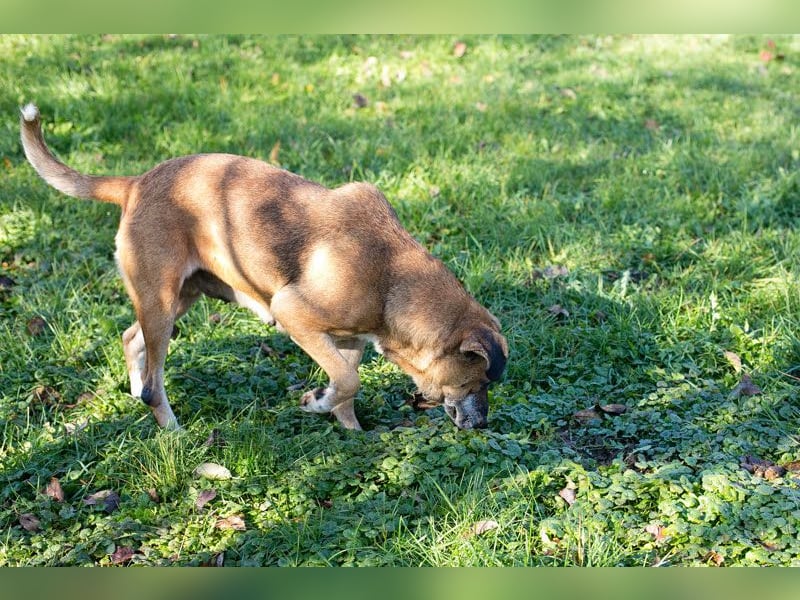 Arjeta: Treue Begleiterin an deiner Seite