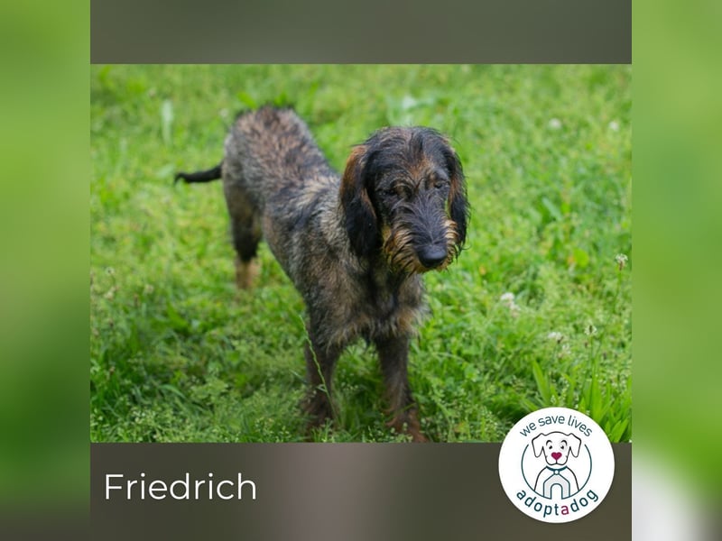 Friedrich sucht ein Zuhause