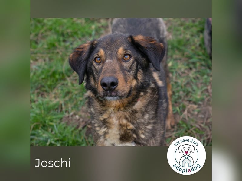 Joschi: Vertrauen durch Geduld