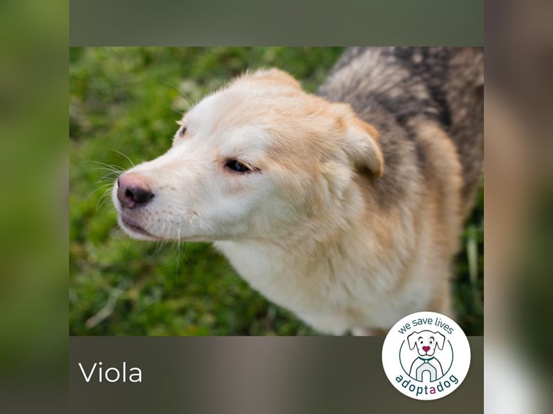 Viola sucht ein Zuhause
