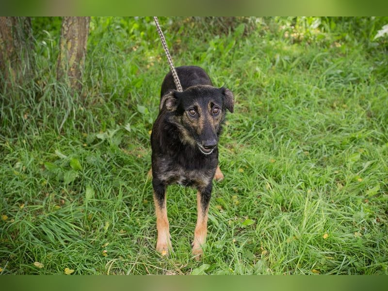 Alani: Sucht ein liebevolles Zuhause